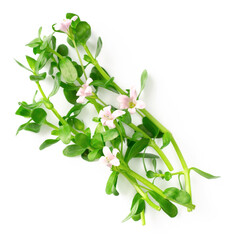 fresh brahmi twigs with flowers isolated on white background, top view