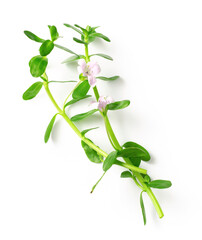 fresh brahmi twigs with flowers isolated on white background, top view