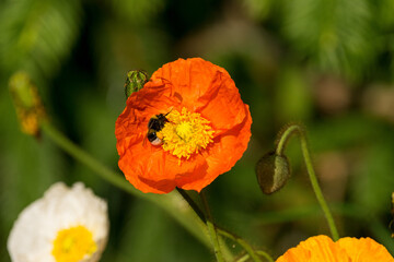 Fototapeta premium Bienen sammeln ihren Nektar von Mohnblüten. Der Mohn blüht in den Farben orange, gelb, rot und weiß. Die Blüten entfalten ihre Pracht im Sommer, vorwiegend in den Monaten Mai und Juni. 