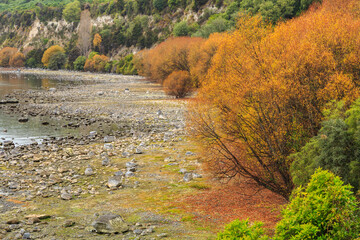 Willow trees with bright autumn foliage growing on the shores of Lake Taupo, New Zealand