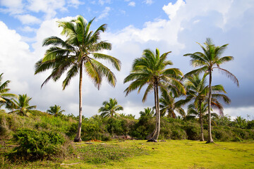 Obraz na płótnie Canvas Palm trees on the lawn on a clear summer day.Horizontally.