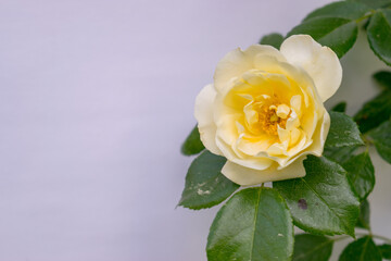 Fototapeta premium Eine gelbe Rose isoliert vor weißem Hintergrund