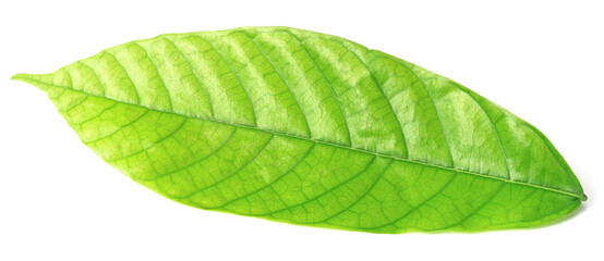 Obraz premium fresh cocoa leaf isolated on white background
