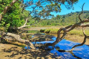 A pretty creek surrounded by wetland and native trees at Whiritoa on the Coromandel Peninsula, New Zealand