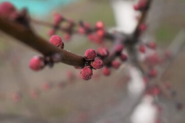 apricot buds on a tree