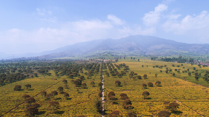 Aerial view of Tea Plantations with Mountain Background in Bandung, Indonesia.