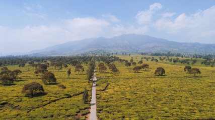 Aerial view of Tea Plantations with Mountain Background in Bandung, Indonesia.