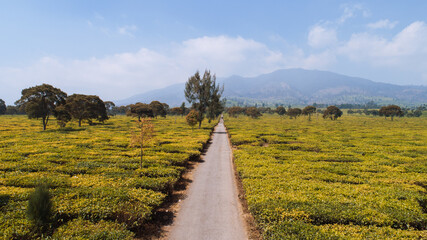 Aerial view of Tea Plantations with Mountain Background in Bandung, Indonesia.