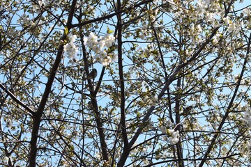blooming cherry tree