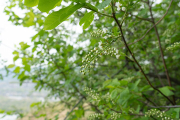 Sprig with flower buds of a fruit tree.