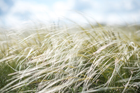 Kovel in the fields. Fields of Kovel. Summer nature
