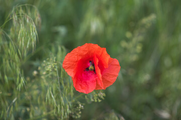 red poppy in a field. red poppy flowers
