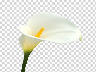 Calla lily, beautiful white calla lilies blooming in the garden, Arum lily, Gold calla on isolated...