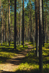 Pine forest in Karelia in summer