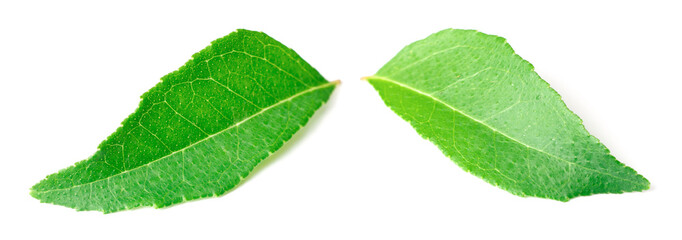 fresh curry leaves (Murraya koenigii) isolated on white background