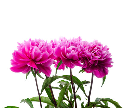 Pink peonies flowers on white background isolation