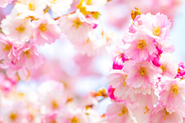 Fototapeta na wymiar Cherry blossom spring background