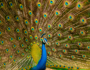 Obraz premium More dance stances of the Indian male peacock 