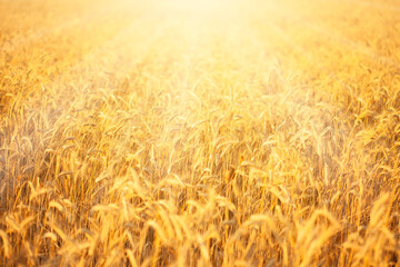 Golden ripe wheat field at sunset