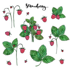 hand drawn painted set of watercolor sketch of isolated berries on white background with handwritten words