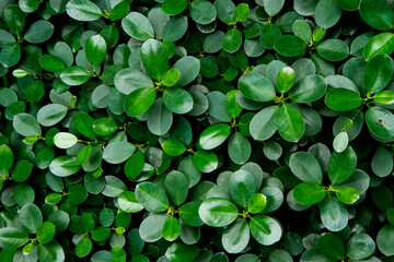 fullframe shoot of Peperomia obtusifolia leaves. Creative layout made of green leaves. Nature background