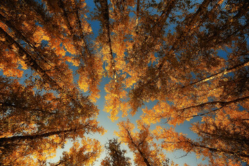 look up branches of autumn trees / abstract background, autumn landscape, yellow leaves on trees in the sky