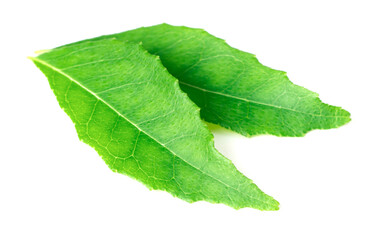 Fototapeta na wymiar fresh curry leaves (Murraya koenigii) isolated on white background