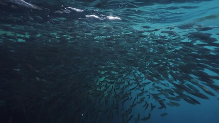 Beautiful shoal of sardines in tropical blue water. Location: Panglao, Philippines.
