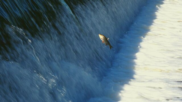 Carp Cypriniformes Leaping Upsteam River Weir. 4K SloMo Footage