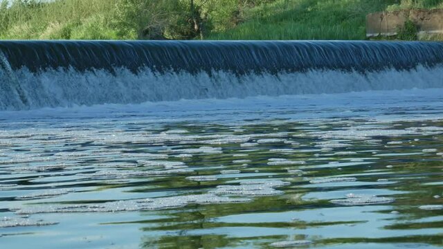 Carp Cypriniformes Leaping Upsteam River Weir. 4K Footage