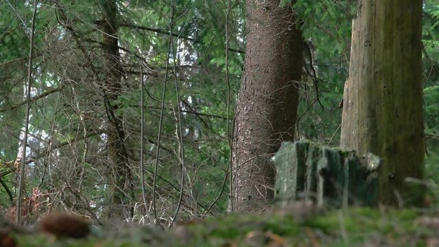 Broken Trunks Of Old Trees In The Forest.
