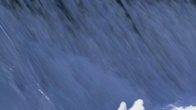 Carp Cypriniformes Leaping River Weir On Upsteam Migration.