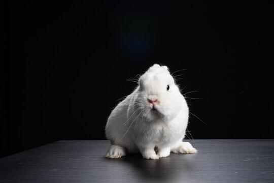 Baby bunny rabbite white mini lop ermine