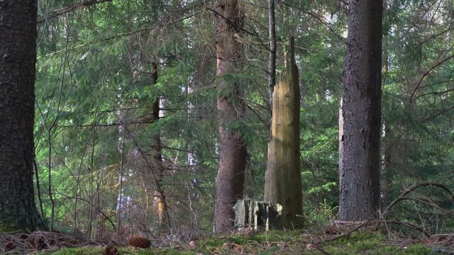 Broken Trunks Of Old Trees In The Forest.