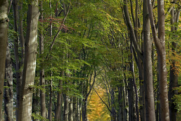 Fototapeta na wymiar Fall. Autumn.. Beechtrees. Maatschappij van Weldadigheid Frederiksoord. Drenthe. Netherlands. Lane structure.
