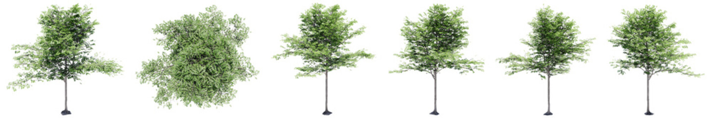 Naklejka premium Set or collection of green trees isolated on white background. Concept or conceptual 3d illustration for nature, ecology and conservation, strength and endurance, force and life