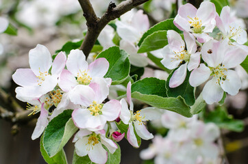 Apple blossoms on a dark background in the evening. Spring concert. High quality photo in dark colors.