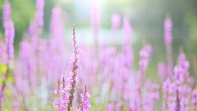 Beautiful bed of purple loosetrife flowers with a pond in the blurred background in a park in summer. Tracking shot with shallow depth of field.