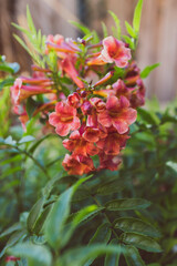 tacoma plant with red flowers outdoor in sunny backyard