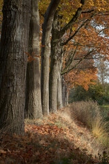 Fall. Autumn.. Beechtrees.  Maatschappij van Weldadigheid Frederiksoord. Drenthe. Netherlands. Lane structure.
