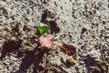 close-up of cauliflower plant outdoor in sunny backyard