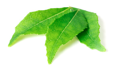 fresh curry leaves (Murraya koenigii) isolated on white background