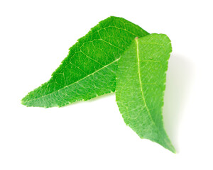 fresh curry leaves (Murraya koenigii) isolated on white background