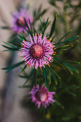 native Australian isopogon candy cone plant with pink flowers outdoor in sunny backyard
