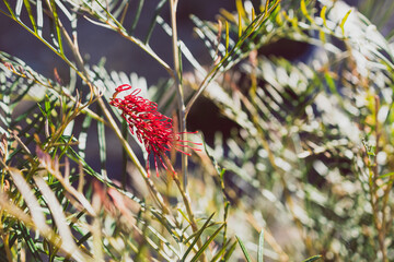 native Australian grevillea red hooks plant with flowers  outdoor in sunny backyard