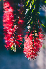 native Australian red bottlebursh callistemon plant with flowers outdoor in sunny backyard