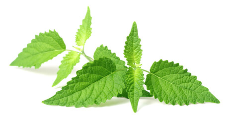 fresh Korean mint twigs isolated on white background