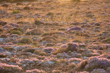 Beautiful meadow with purple flowers , aerial view. meadow with sunset view. nature close up