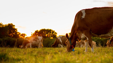 Cows in the field during sunset 