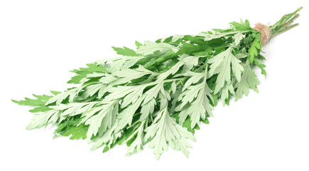 bunch of fresh mugwort twigs isolated on white background
